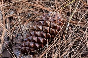 Pine cone close-up photo