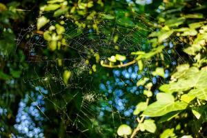 Spider web close-up photo