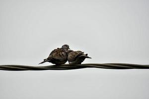 Cute pigeons on a electrical wire photo