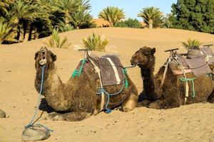 Camels laying on the desert photo