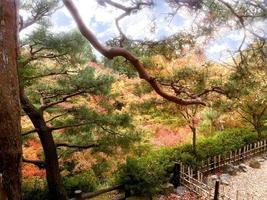 primer plano y cultivo de árboles de arce coloridos del paisaje en kyoto foto