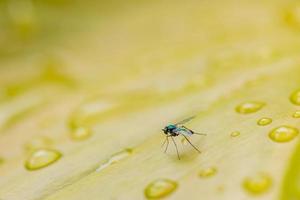 imagen macro de una pequeña mosca en una hoja verde con gotas de agua. fondo de naturaleza abstracta foto