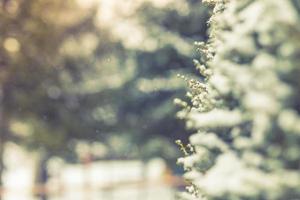 hermosa textura de bokeh de nieve sobre fondo negro. maravillosa naturaleza invierno en el fondo fresco de la mañana foto