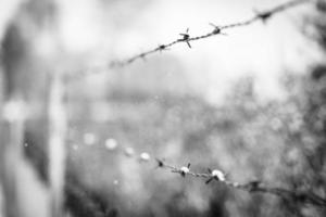 Second world war concept, barbed wire fence against cold winter background. A barbed wire on the fence of the fenced territory. Camp or jail during war, fence abstract background concept