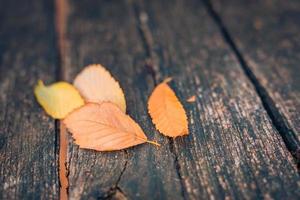 Autumn leaves over wooden background with copy space. Seasonal closeup with empty space for your text, natural pattern, bright seasonal leaves. Artistic autumn image concept photo