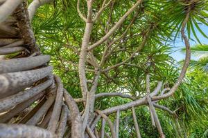 The banyan tree in the park, artistic wide angle view of exotic tree, looking up photo