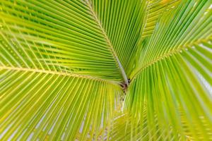 Abstract texture of palm leaves. photo