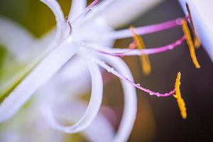 Colorful exotic flower macro. Nature closeup of water droplet and petals, beautiful tropical garden or park background concept. Bright blooming flower close-up. Artistic nature photo