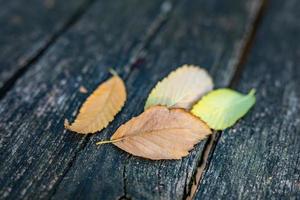 Autumn leaves over wooden background with copy space. Seasonal closeup with empty space for your text, natural pattern, bright seasonal leaves. Artistic autumn image concept photo