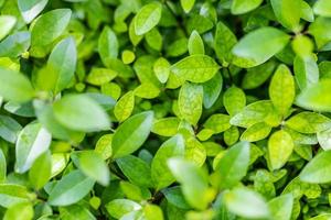 Nature texture green leaf background. Closeup freshness ecology natural background. Sunny relaxing zen spa tranquility pattern photo