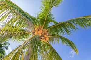 Green palm tree against blue sky and white clouds. Bottom view of palm trees tropical forest at blue sky background, tropical nature pattern. Relax natural view photo