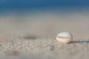 Shell on sand at beach and blue sky and bokeh sea photo