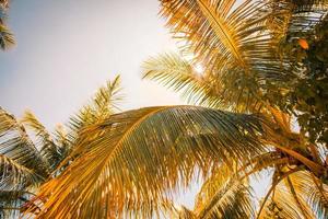 fondo de verano de playa tropical con silueta de palmeras al atardecer. brillante paisaje tropical soleado, sol, hoja de palma y luz foto