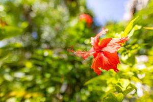 Romantic colorful beautiful hibiscus flower in nature, flower leaf and hibiscus flower in garden. Exotic tropical island nature garden, blooming hibiscus flower in blurred green landscape photo