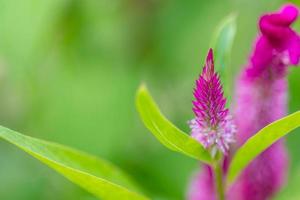 Globe amaranth in the garden photo