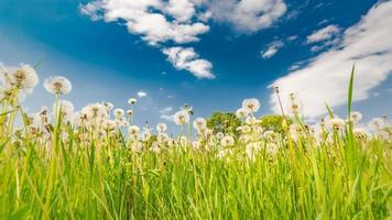 Floral summer spring background. White dandelion flowers close-up in a field on nature on bright blue sky background, idyllic nature scenery. Colorful artistic image, free copy space. Wonderful nature photo