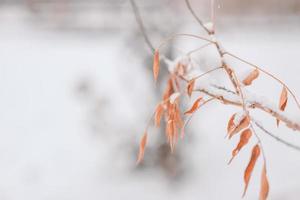 Yellow leaves in snow. Late fall and early winter concept. Blurred seasonal nature background photo