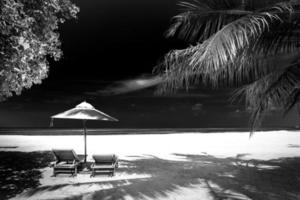 Amazing summer scenery, black and white process. Dramatic view of tropical landscape two beach loungers and palm tree with leaves. Wonderful beach background, vacation and holiday website template photo