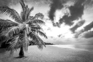 Black and white beach landscape. Tropical scenery of wonderful beach, soft sand and waves with palm trees and dark sky. Vacation and holiday dramatic background concept photo