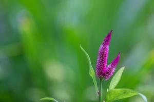 Beautiful colorful flower on dark tropical foliage nature background. Globe amaranth in the garden photo