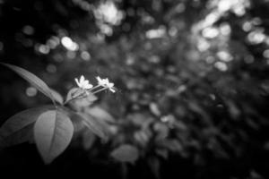 Abstract flowers black and white background photo