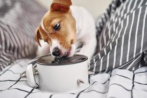 Dog nibbles alarm clock. Naughty pet photo