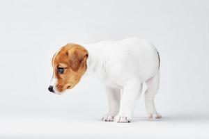 Jack russel terrier dog on white background photo