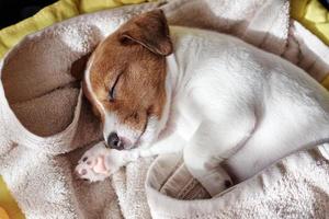 Jack russel terrier dog sleep in the bed photo