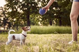 Owner plays with jack russell terrier dog in park photo