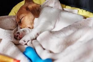 Jack russel terrier dog sleep in the bed photo