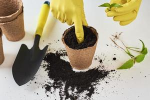 Woman hands in a yellow gloves transplating plant. Plant care concept photo