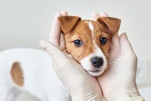 Veterinary doctor examines puppy dog. photo