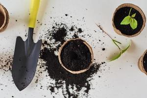 Plant in pot with soil on the table. Plant care and gardening concept photo