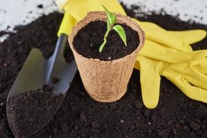 Plant care and gardening concept photo