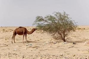 camello en el desierto comiendo hojas del árbol. animales salvajes en su hábitat natural. desiertos y paisajes áridos. destino de viajes y turismo en el desierto. safari en áfrica. foto