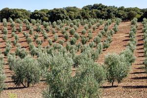 View of olive trees plantation in Andalusia, Spain. Vast fields planted with olive trees. Organic and healthy food. Agriculture and crops. Olive oil origin. photo