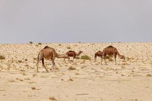 un grupo de camellos en el desierto. animales salvajes en su hábitat natural. desiertos y paisajes áridos. destino de viajes y turismo en el desierto. safari en áfrica. foto