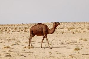 Lonely camel in the desert. Wild animals in their natural habitat. Wilderness and arid landscapes. Travel and tourism destination in the desert. Safari in africa. photo