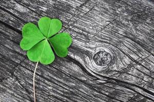 Four leaf clover on old wood background with copy space photo
