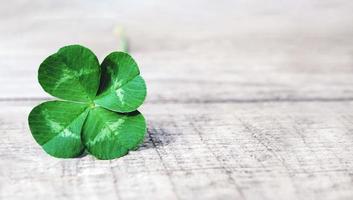 four leaf clover on gray background, real authentic green shamrock with four leaves on old grey wood photo