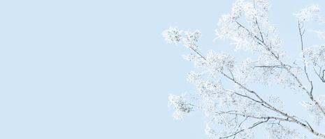 Snowy tree branches in blue sky, winter nature background, copy space photo