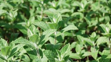 Fragrant mint or round leaf mint growing in garden, mentha suaveolens photo