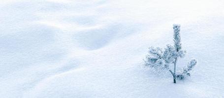 Pine tree in snow, winter nature background with copy space photo