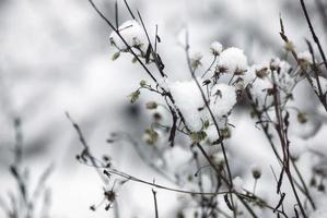 planta en la nieve en el campo de invierno foto