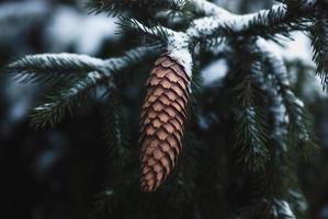 ramas de abeto y cono de pino bajo la nieve en el bosque de invierno foto