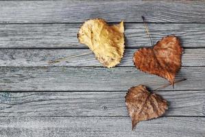 tree autumn leaves on old gray wooden background photo