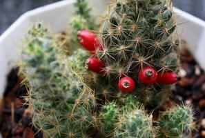planta de cactus de pelo castaño con frutos rojos. foto
