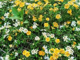 yellow and white amarela pequena flowers in a garden. suitable for use as a background photo