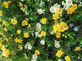 yellow and white amarela pequena flowers in a garden. suitable for use as a background photo