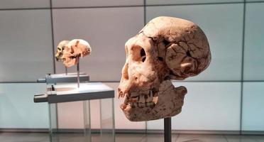 The skull of a primitive man. Archaeological museum. Spectacular exhibition presents human evolution. photo